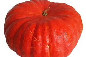 Kürbis Etampes rouge